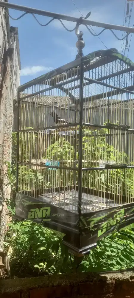 Burung kacer hitam putih