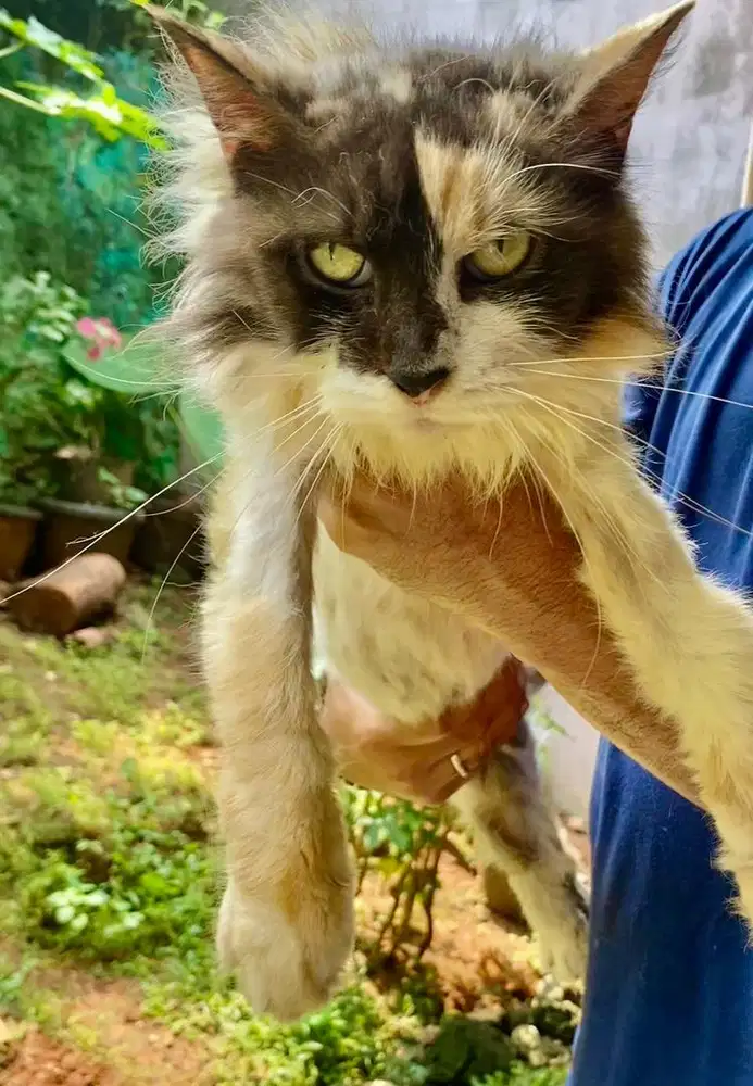 indukan mc non ped hamil