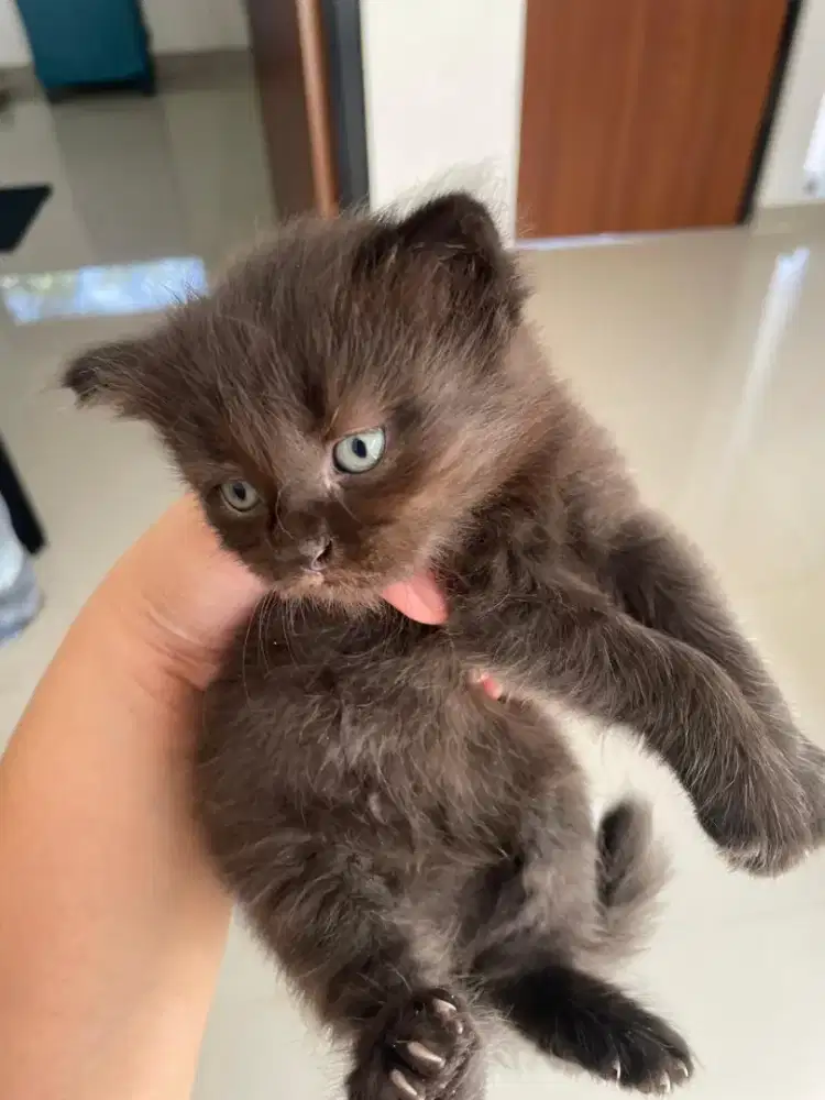 Kitten Maine Coon mix persia bigbone