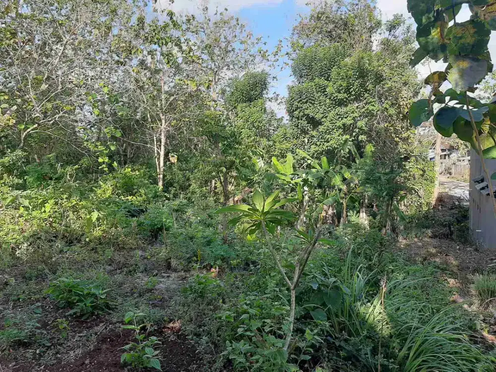 dijual tanah 1000m² harga 650juta/are dekat Mall sidewalk jimbaran badung bali