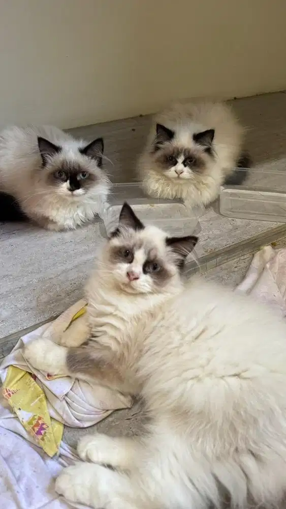 Ragdoll Simetris