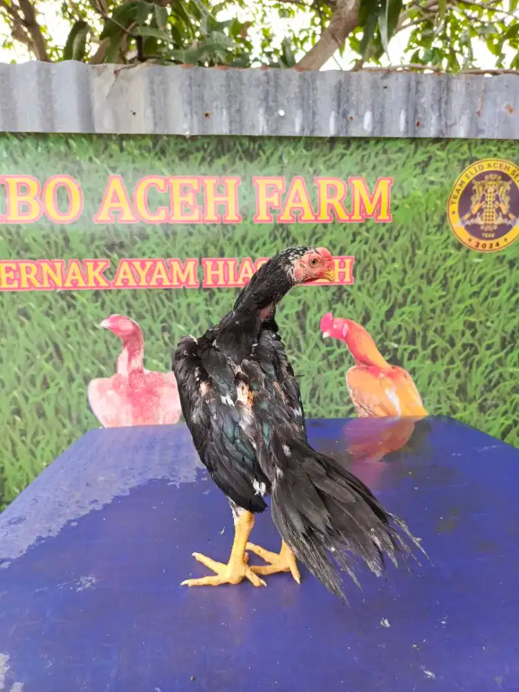 Ayam siam murni LHK