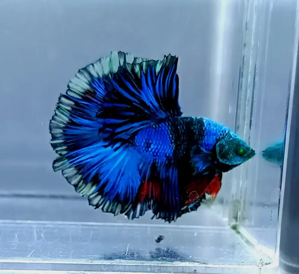 ikan cupang hm hulk mata hijau