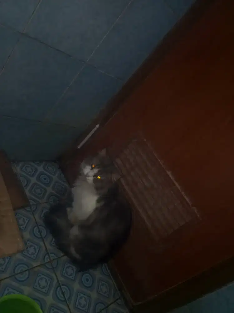 Kucing Persia bigbone