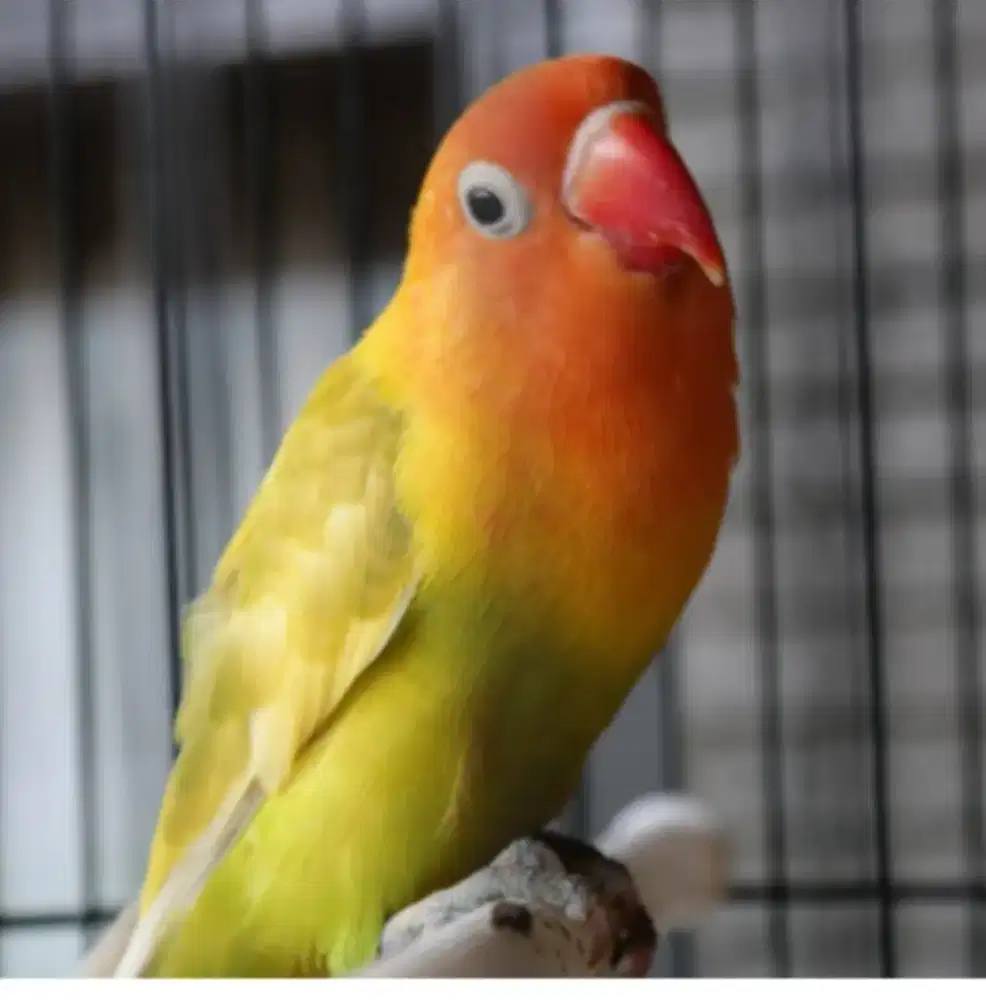 Jual burung lovebird