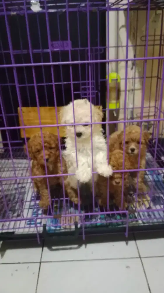 Jantan/Btn Toy Poodle