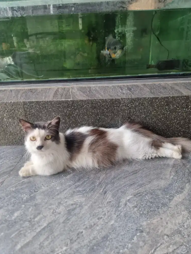 Kucing Muchkin Minuet Jantan