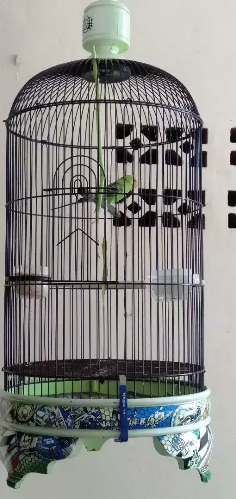 BURUNG PARKIT KANDANG LB EBOD