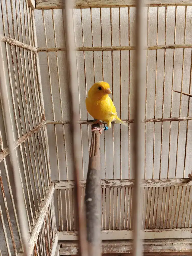 Kenari bujang gacor