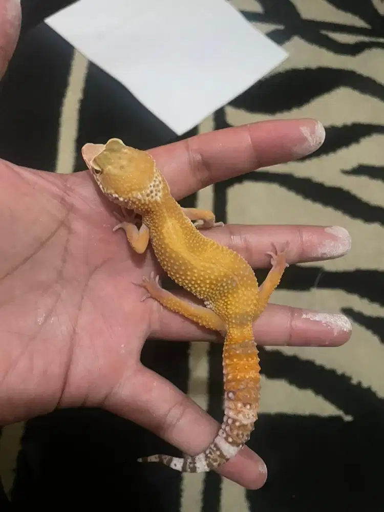 gecko shtct het tremper