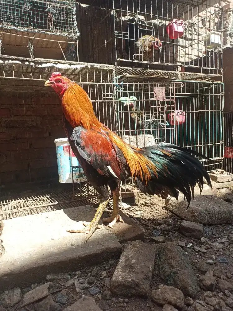 Ayam bangkok koytrad