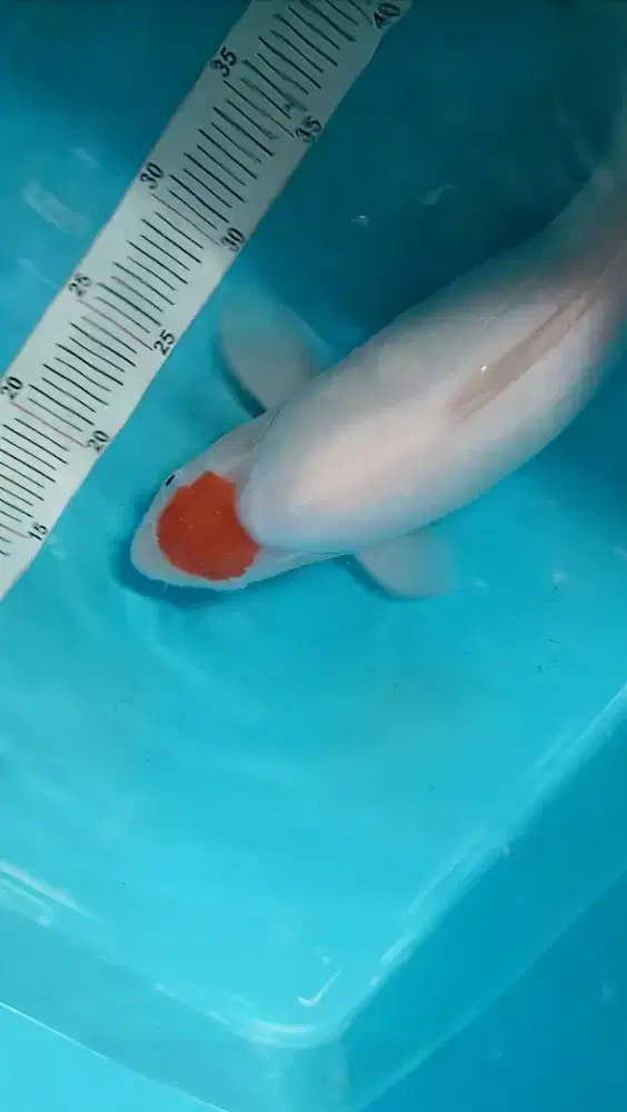 Koi Tancho Berpunuk Original Bulky 41cm bersih no bocor High Quality