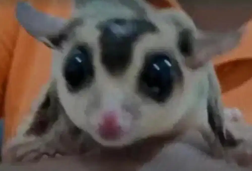 Sugar Glider White Face