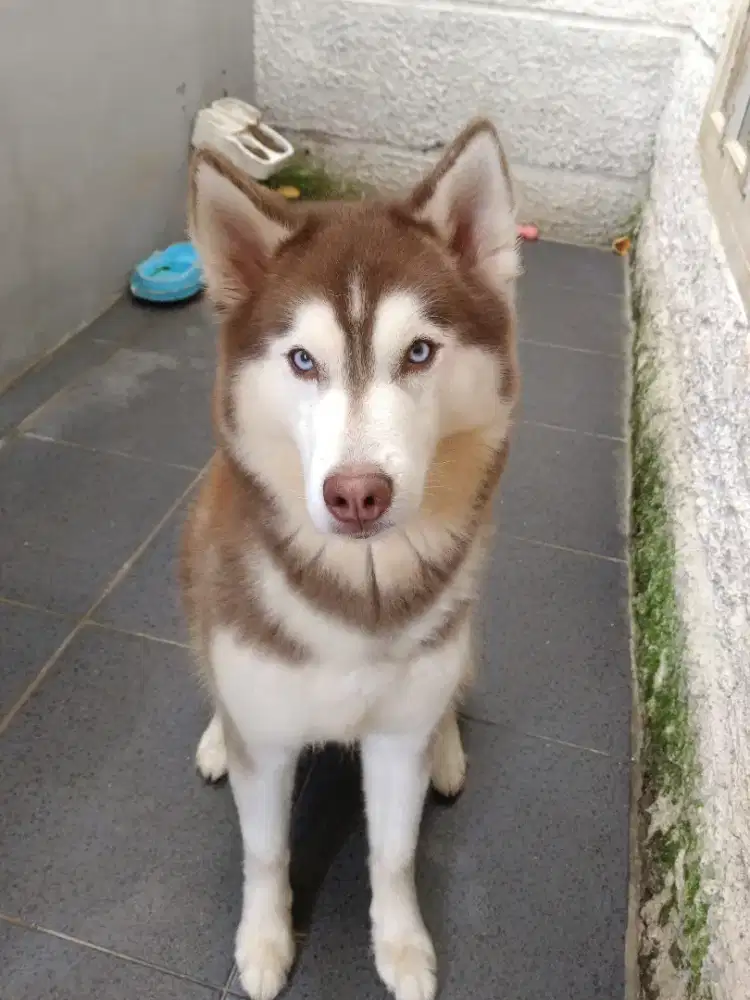 Di jual Siberian husky