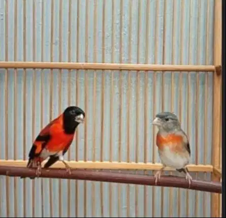 BURUNG RED SISKIN SEPASANG DEWASA SIAP TERNAK