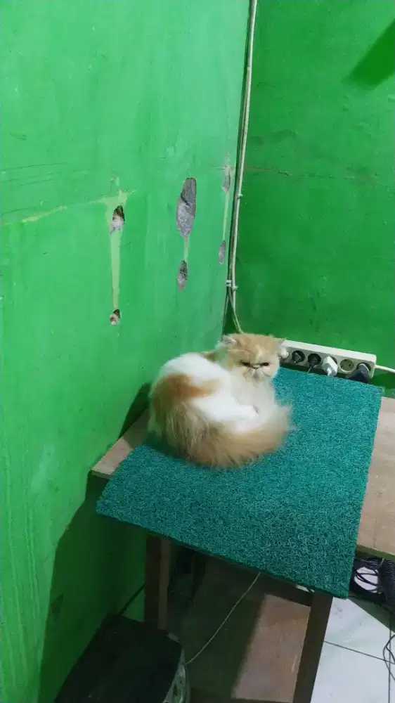 Kucing peaknose Indukan BETINA siap kawin dan murah