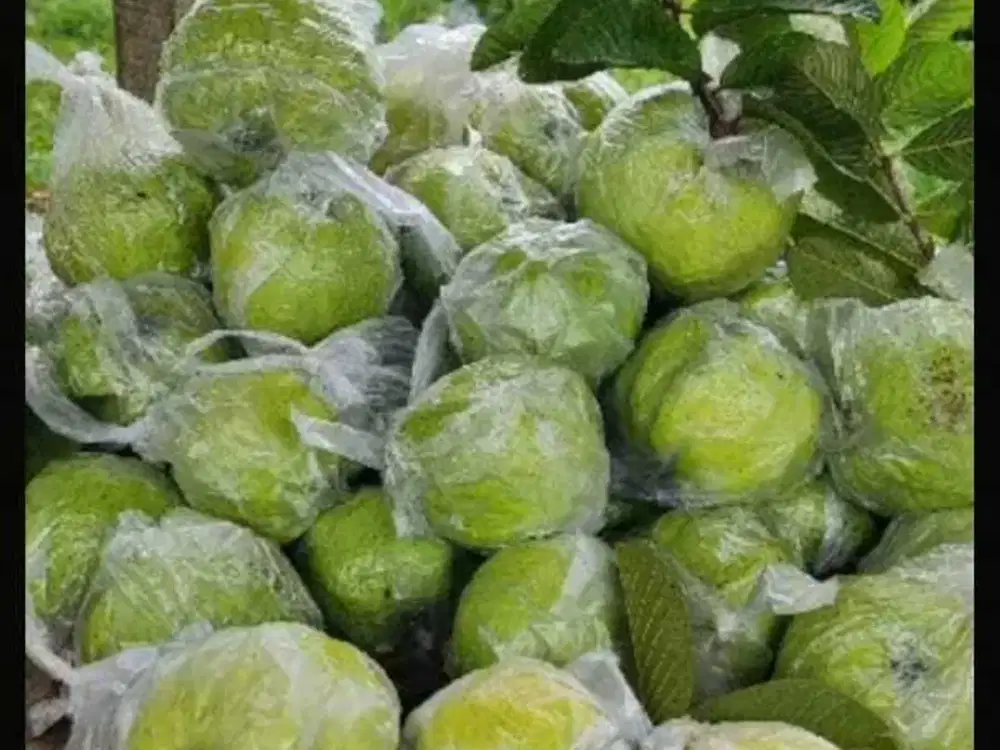TANAH KEBUN BERNILAI.KEBUN JAMBU KRISTAL SEKITAR 20MENIT TOL
