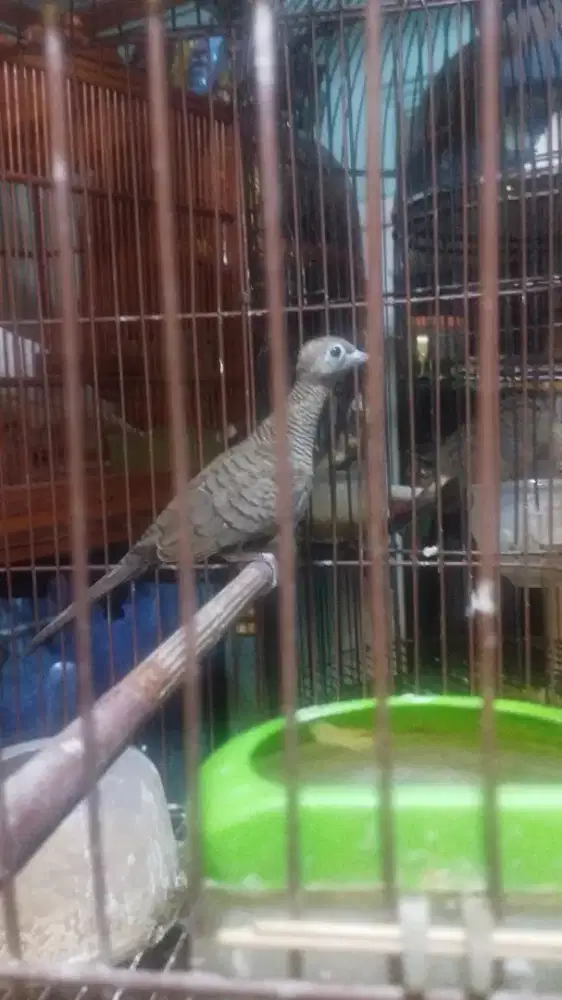 Perkutut Cemani kol buntet