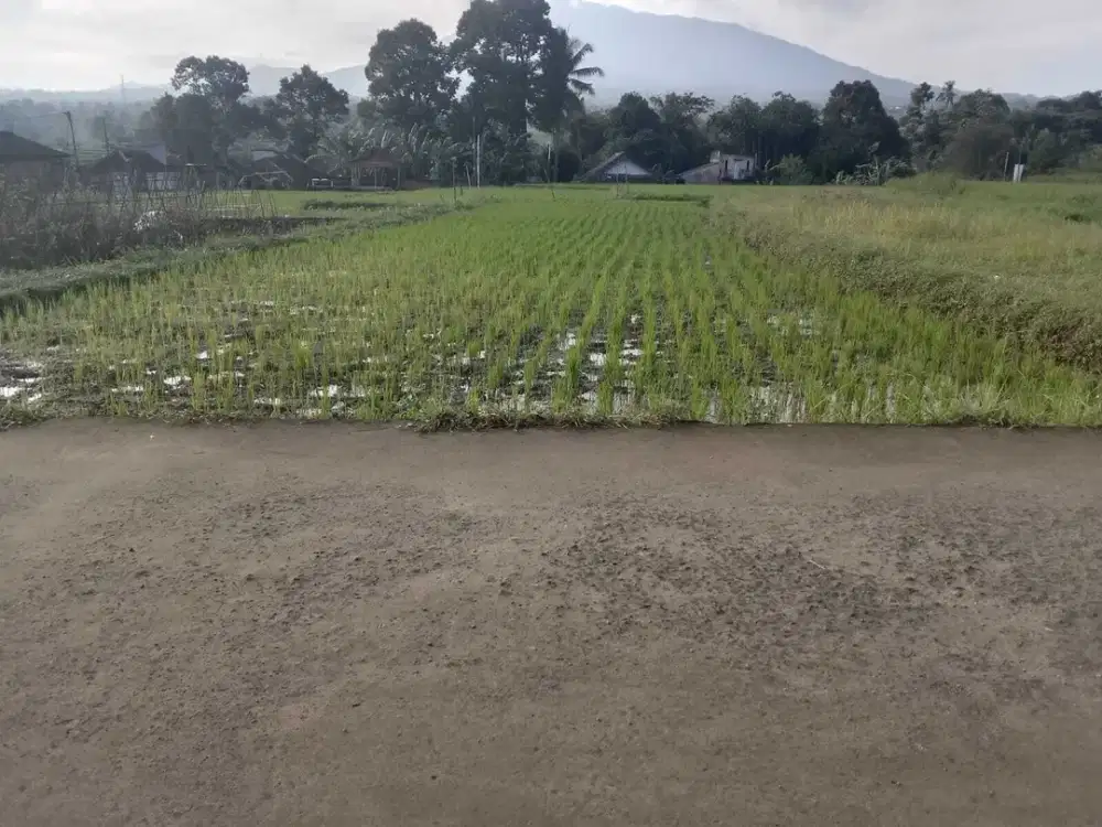 Dijual tanah sawah di Desa Cimande, Kecamatan Caringin, Kab Bogor