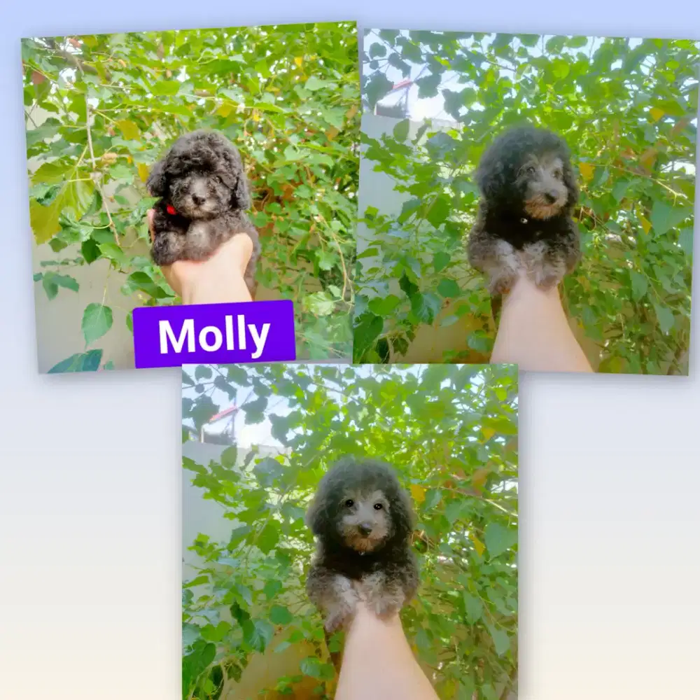 Female Silver Toy Poodle