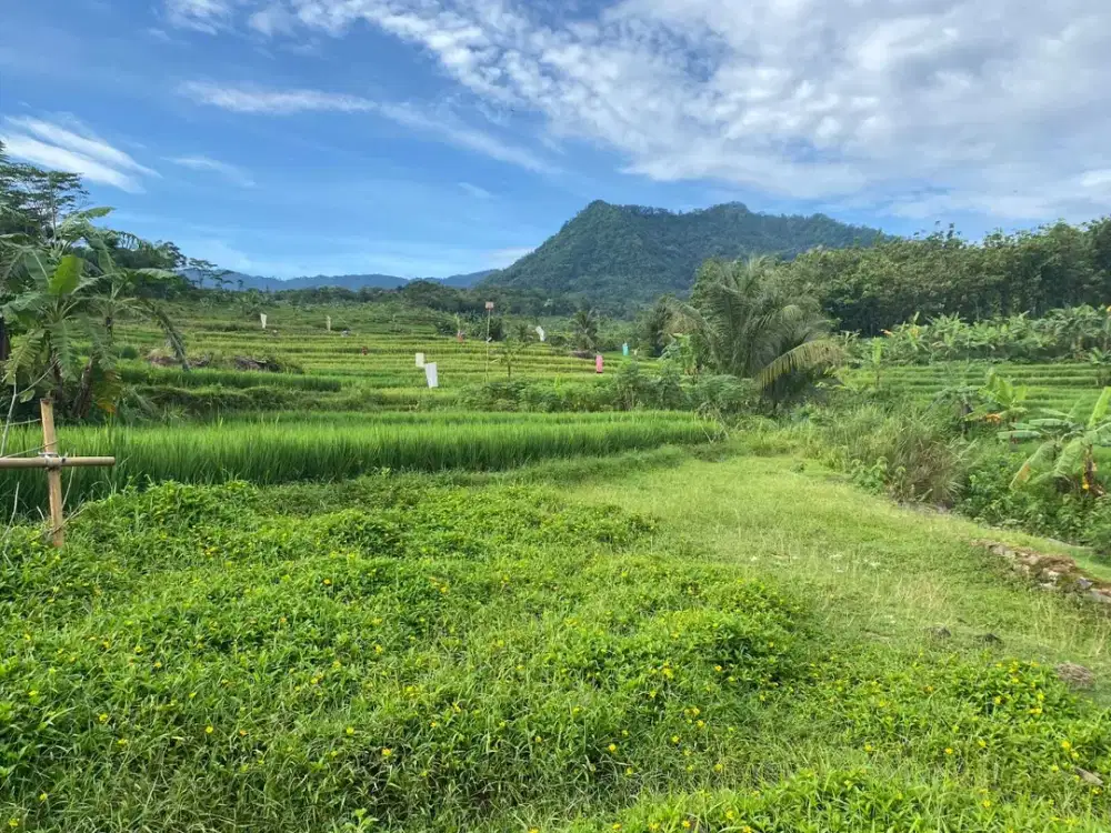 Dijual tanah luas 3,7 hektar di Desa Sukamulya, Kecamatan Sukamakmur