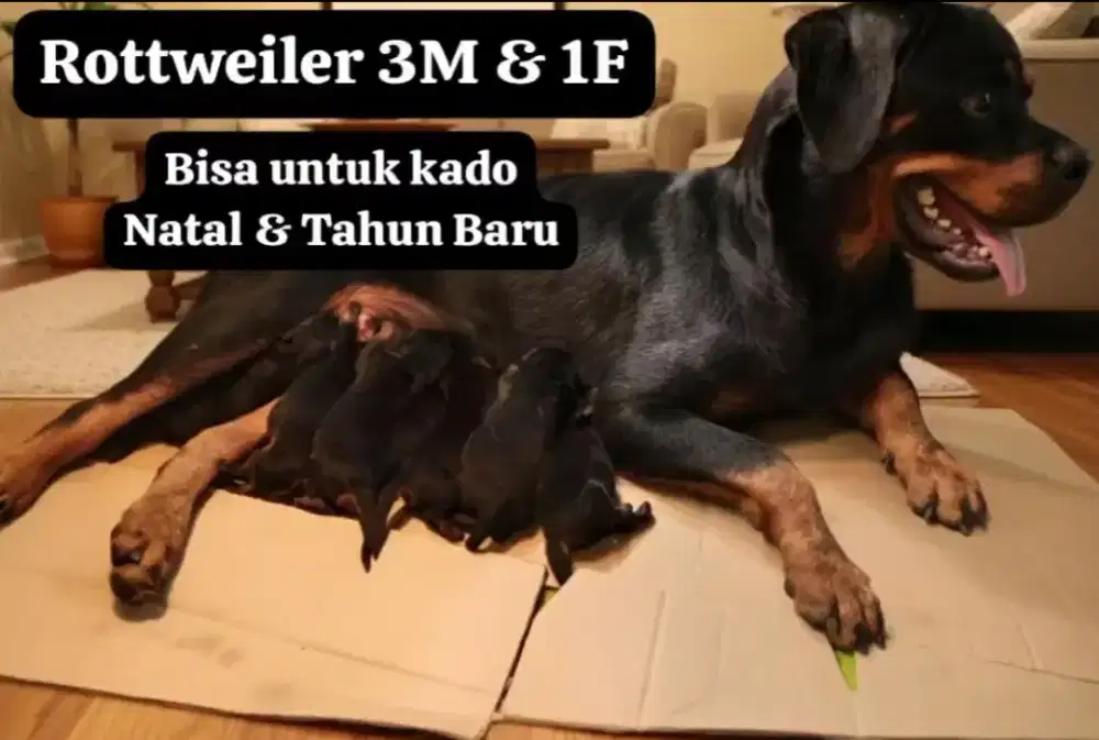 Rottweiler Pre-order