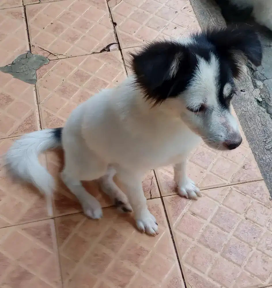 Anak Anjing Cakep Bulu Hitam Putih