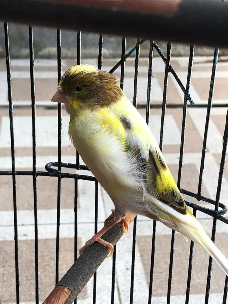 KENARI AFS GACOR MASTERAN MURAI