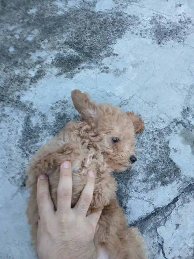 Anjing poodle Betina