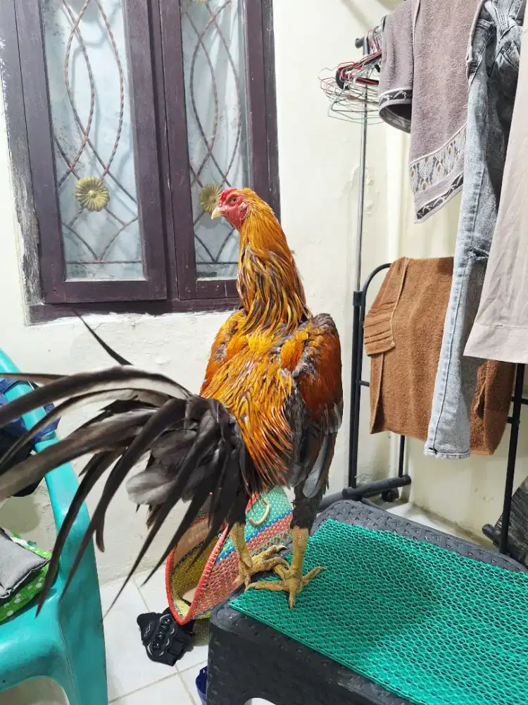 Ayam bangkok wiring kuning