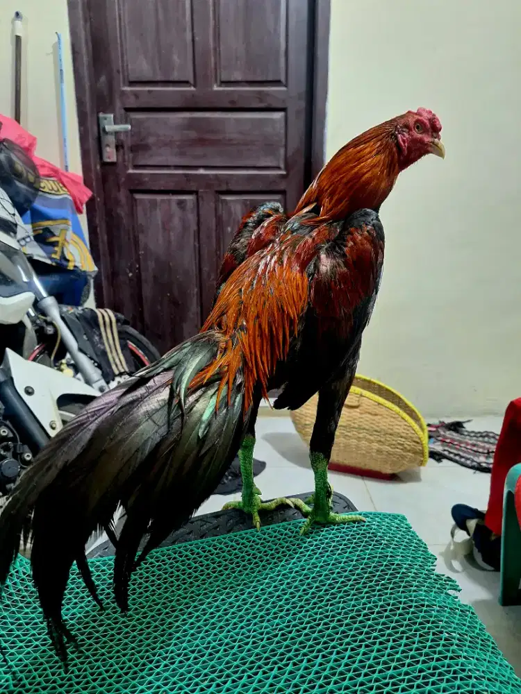 Ayam bangkok birma