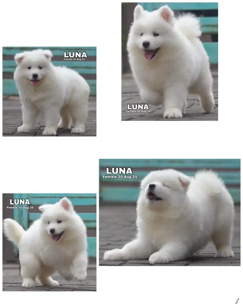 Samoyed puppy bloodline IMP USA