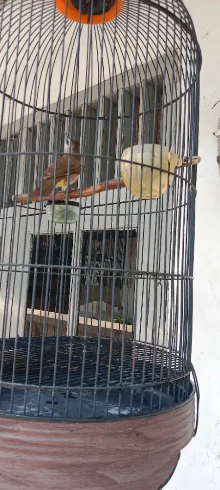 Burung Trucuk Dewasa