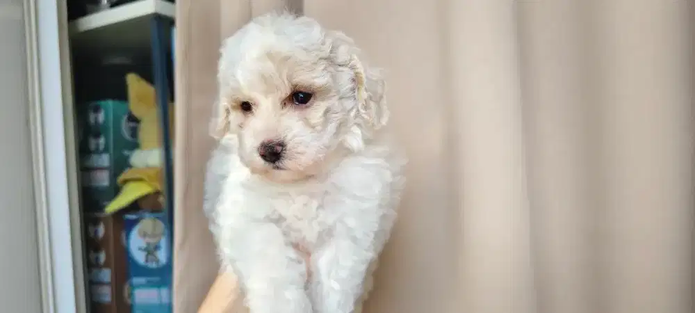 Poodle party colour  cute