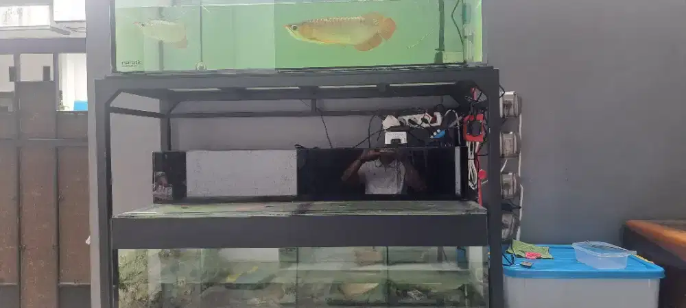 Jual ikan arwana super red