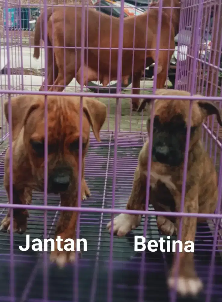American Pitbull Harga Terjangkau
