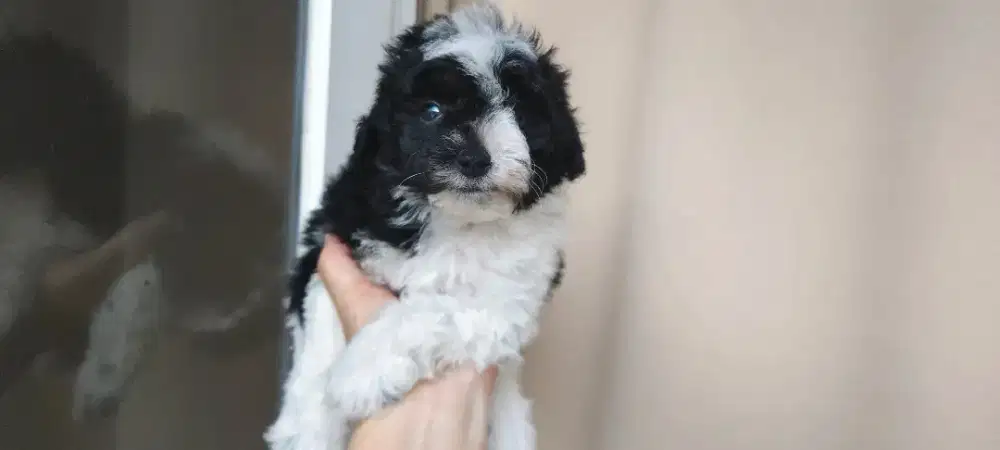 Poodle party colour murah