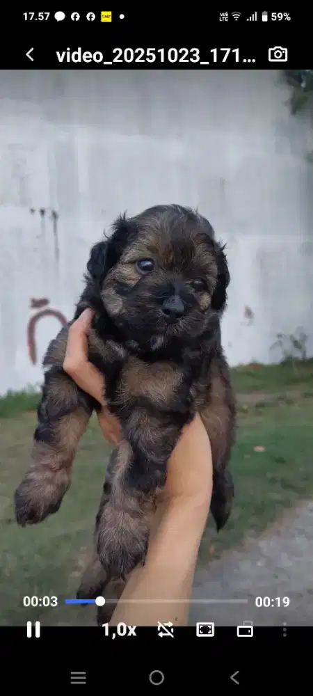 Jual anak anjing campuran zhitzu poodel