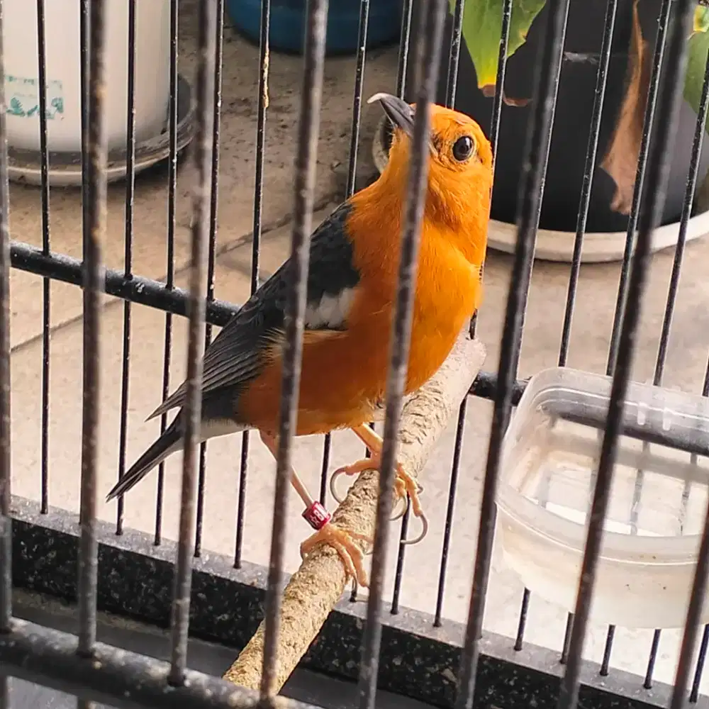 Anis merah gacor