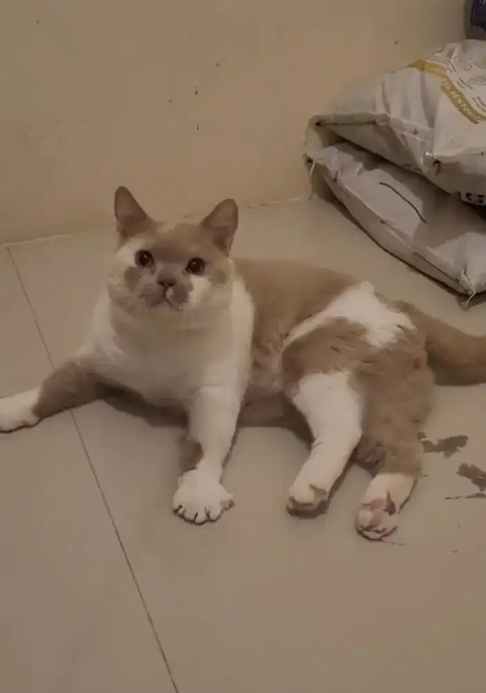PEJANTAN BSH PED ICA