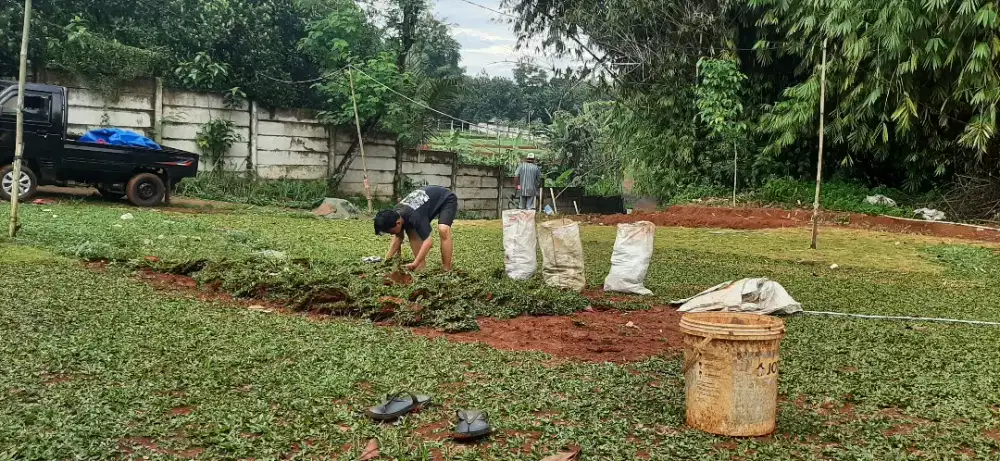 RUMPUT GAJAH MINI