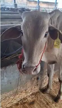 3 ekor bakalan sapi jantan TB 110cmUP 1 tahunan siap penggemukan puas