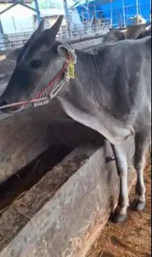 3 ekor sapi bakalan jantan 1 tahunan TB 110cm layak digemukin qurban