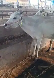 3 ekor sapi bakalan jantan 1 tahunan TB 110cm layak digemukin qurban