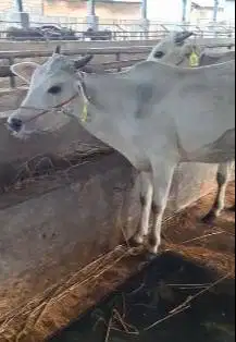 3 ekor bakalan sapi jantan TB 110cmUP 1 thn siap penggemukan qurban ok