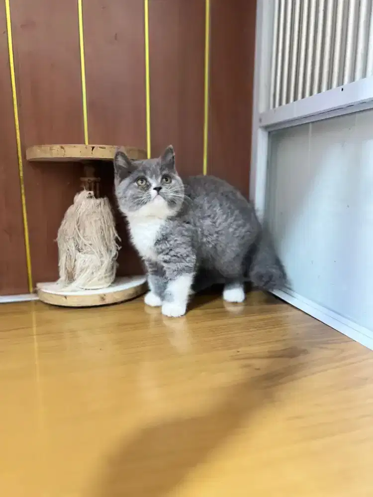Kucing British shorthair