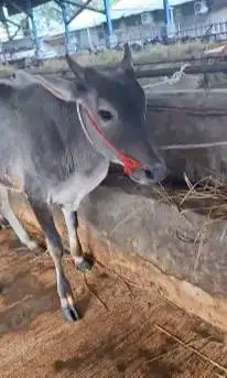 3 ekor bakalan sapi jantan TB 110cm 1 tahunan siap penggemukan qurban