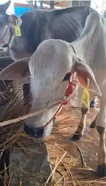 3 ekor bakalan sapi jantan TB 110cm 1 tahunan siap penggemukan qurban