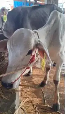 3 ekor bakalan sapi jantan TB 110cm-an 1 tahun siap penggemukan qurban