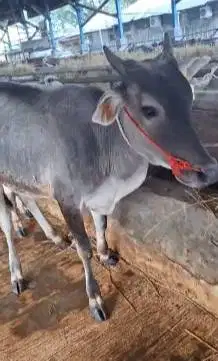 3 ekor bakalan sapi jantan TB 110cm-an 1 tahun siap penggemukan qurban